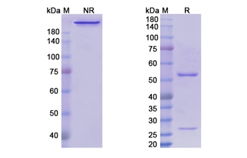 Technetium (99Mtc) Nofetumomab Merpentan (IL3RA/CD123) - Research Grade Biosimilar Antibody