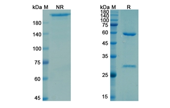 Teclistamab (MS4A1) - Research Grade Biosimilar Antibody