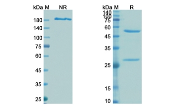 Tefibazumab (Fibrin-binding surface epitope clumping factor A) - Research Grade Biosimilar Antibody