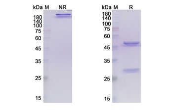 Tepoditamab (CD3E/CLEC12A) - Research Grade Biosimilar