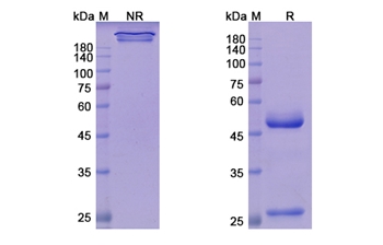 Teprotumumab (IGF1R/CD221) - Research Grade Biosimilar Antibody