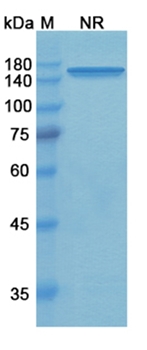 Tidutamab (CD3 epsilon/SSTR2) - Research Grade Biosimilar