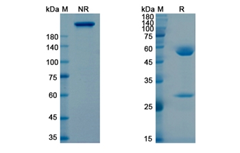 Tigatuzumab (TNFRSF10B/CD262) - Research Grade Biosimilar