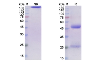Tilavonemab (MAPT) - Research Grade Biosimilar