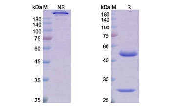Tilvestamab (PCSK9) - Research Grade Biosimilar Antibody