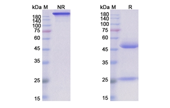Timigutuzumab (ERBB2/EGFR2/CD340) - Research Grade Biosimilar Antibody