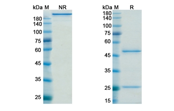 Timolumab (AOC3/VAP1) - Research Grade Biosimilar Antibody
