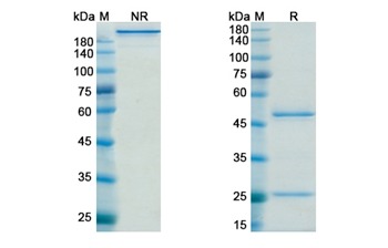 Timolumab (AOC3/VAP1) - Research Grade Biosimilar
