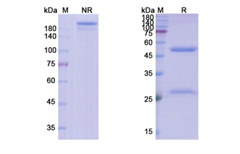 Tomaralimab (TLR2/CD282) - Research Grade Biosimilar