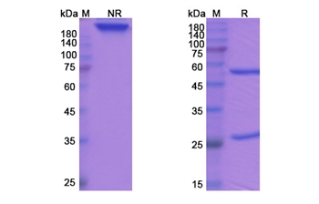 Tosatoxumab (alpha toxin) - Research Grade Biosimilar