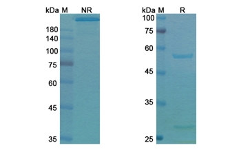 Tucotuzumab Celmoleukin (EPCAM/CD326) - Research Grade Biosimilar