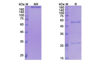 Ulocuplumab (CXCR4/CD184) - Research Grade Biosimilar