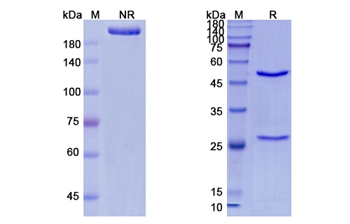 Urtoxazumab (Stx-2/SLT-II) - Research Grade Biosimilar Antibody