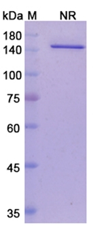 Vanucizumab (ANGPT2/VEGFA) - Research Grade Biosimilar