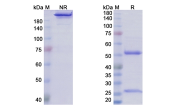 Varlilumab (CD27/TNFRSF7) - Research Grade Biosimilar