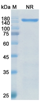 Vibecotamab (CD3 epsilon/ IL3RA) - Research Grade Biosimilar