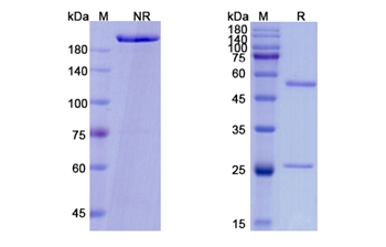 Vibostolimab (TIGIT/VSIG9/VSTM3) - Research Grade Biosimilar