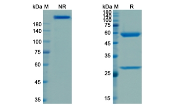 Visilizumab (CD3E) - Research Grade Biosimilar