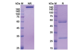 Volagidemab (GCGR) - Research Grade Biosimilar
