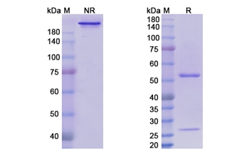 Volociximab (ITGA5/CD49e) - Research Grade Biosimilar Antibody