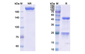 Vopratelimab (ICOS/CD278) - Research Grade Biosimilar