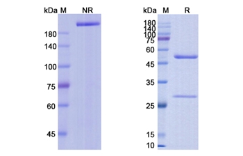 Vorsetuzumab (CD70/TNFSF7) - Research Grade Biosimilar
