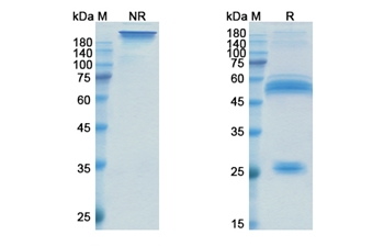 Xentuzumab (IGF1/IGF2 ) - Research Grade Biosimilar