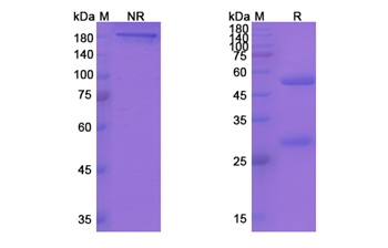 Yfc51.1Mab (ITGB2/CD18) - Research Grade Biosimilar Antibody