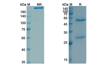 Yttrium (90Y) Tacatuzumab Tetraxetan (AFP) - Research Grade Biosimilar Antibody