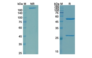 Zampilimab (TGM2) - Research Grade Biosimilar