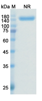 Zanidatamab (ERBB2/EGFR2/CD340) - Research Grade Biosimilar Antibody