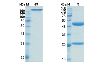 Zanolimumab (CD4) - Research Grade Biosimilar