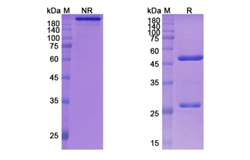 Zelminemab (ADCYAP1R1) - Research Grade Biosimilar Antibody