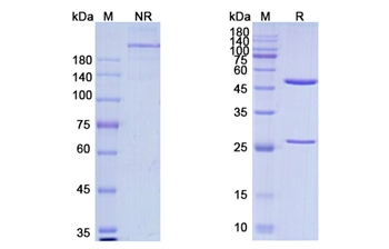 Zenocutuzumab (ERBB2/ERBB3) - Research Grade Biosimilar Antibody