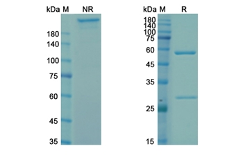 Zolimomab Aritox (CD5) - Research Grade Biosimilar