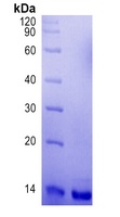 MPXV A29L Protein