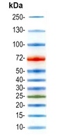 Prestained Protein Ladder (10-250 kDa)