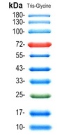 Prestained Protein Ladder (10-180 kDa)