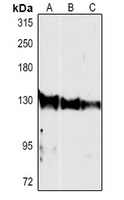 CD49e antibody