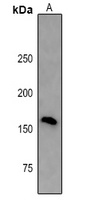 NLRP1 antibody