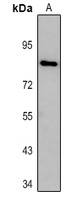 Anti-DTX3L Antibody