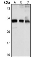 IL-33 antibody