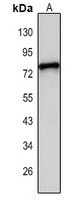 MCOLN2 antibody