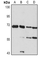 NCOA4 antibody
