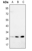 Anti-SIRT3 Antibody