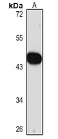 Anti-SMAD7 Antibody
