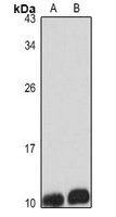 GNGT1 antibody
