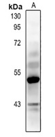 Anti-NEFM Antibody