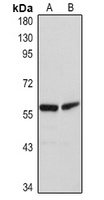 Anti-KEAP1 Antibody