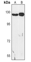 Anti-SREBP-1c Antibody